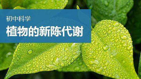 植物的新陈代谢